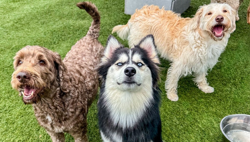 Dogs enjoying boarding stay at KIWIdogz