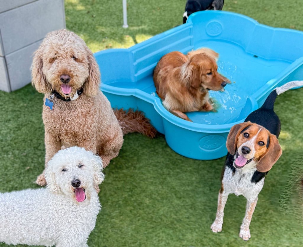 Professional dog grooming at KIWIdogz