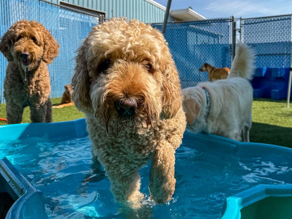 Dogs playing at KIWIdogz daycare
