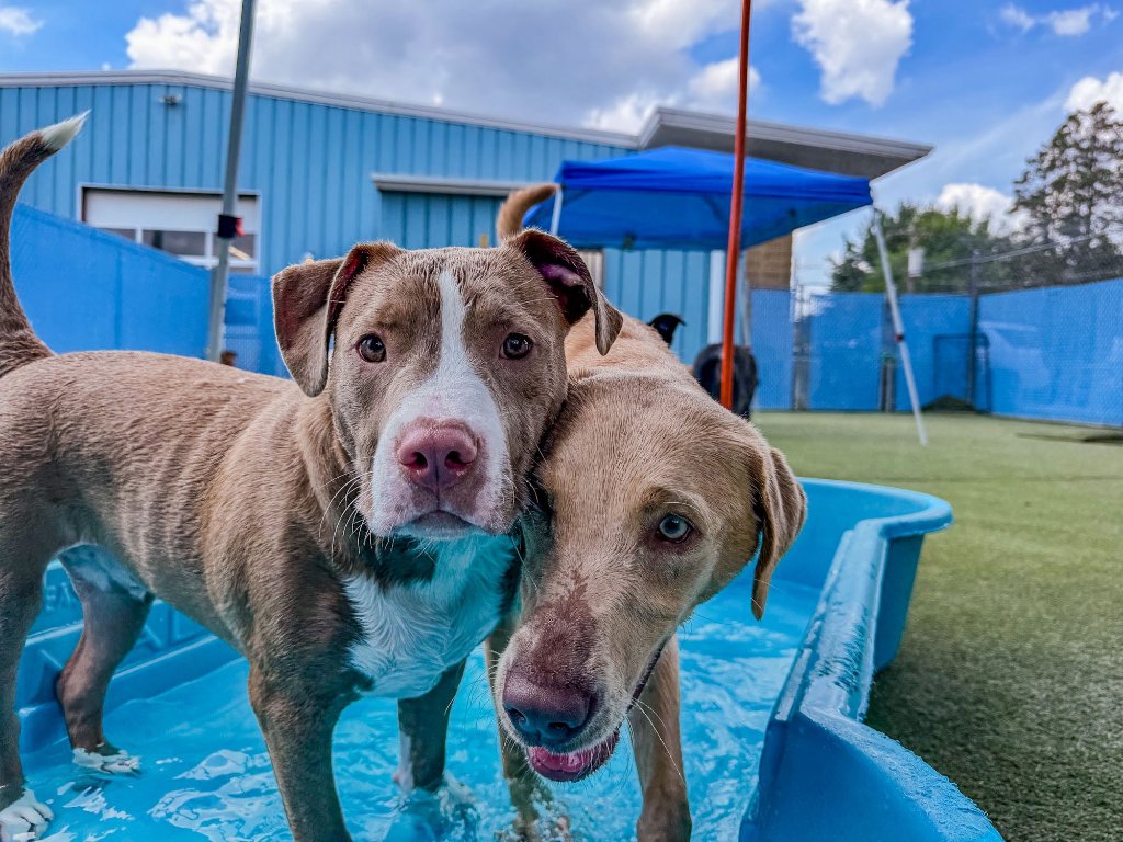 Dogs playing together at KIWIdogz