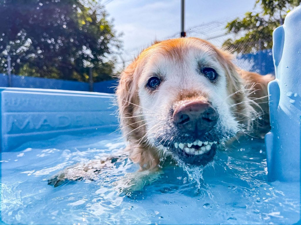 Happy dog at KIWIdogz daycare in Folsom PA