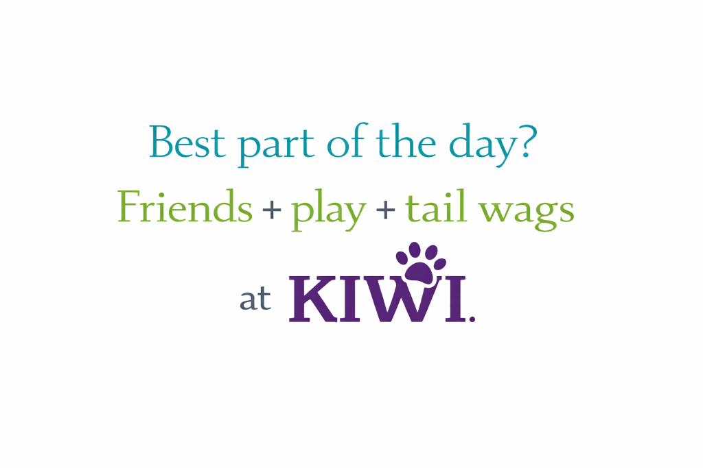 Best part of the day - Friends plus play plus tail wags at KIWI