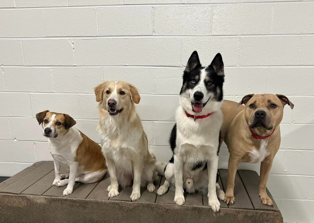 Registration | KIWIdogz