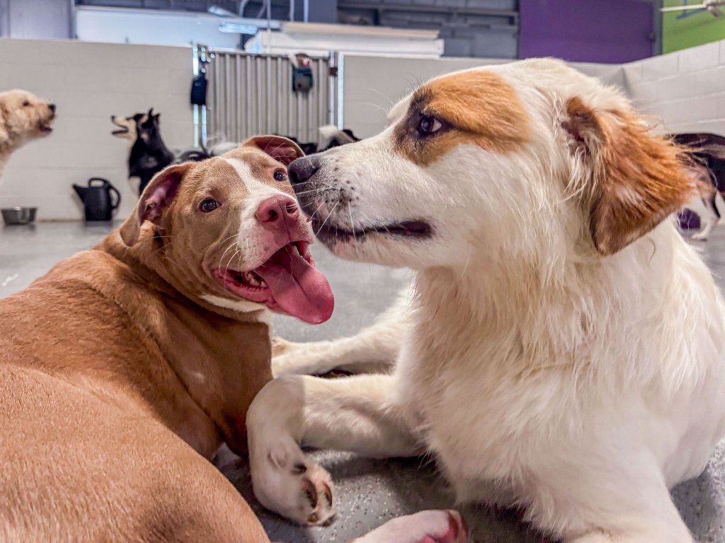 Dogs playing together at KIWIdogz daycare