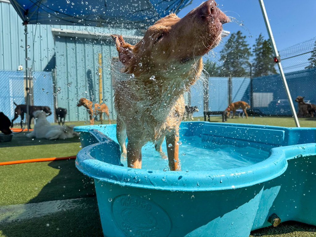 Dog playing in water at KIWIdogz