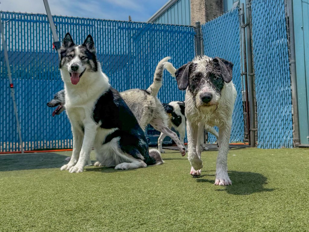 Dogs playing outdoors at KIWIdogz