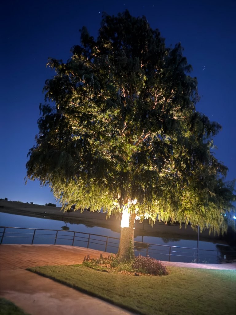 Beautiful lakeside tree