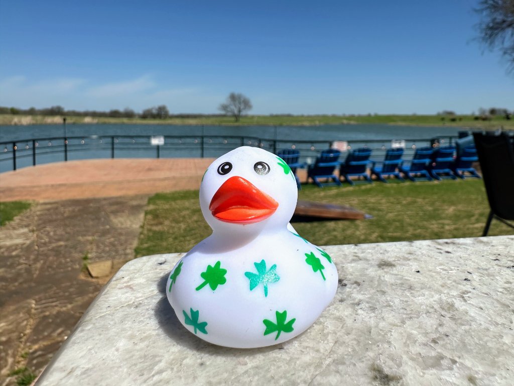 White Shamrock Duck