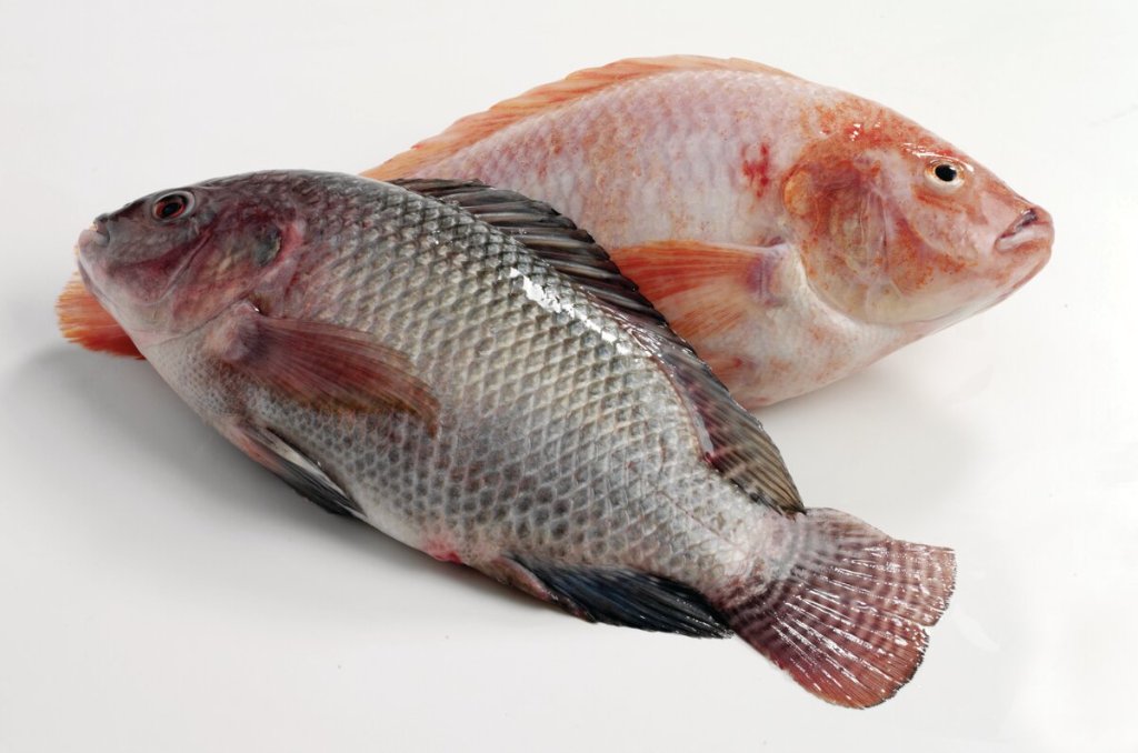 Aquaculture