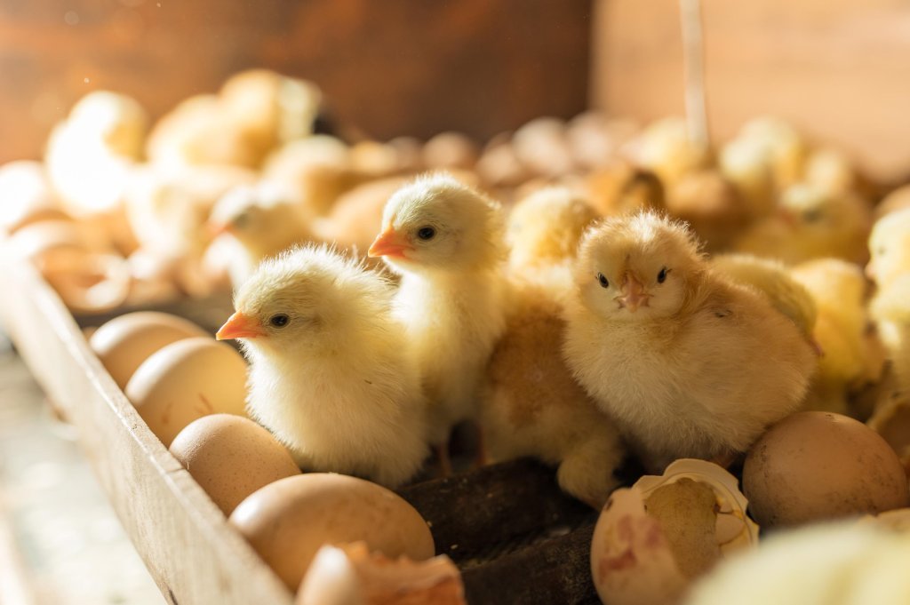 Chick Distribution & Hatching Facility