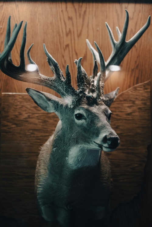 Trophy mount detail