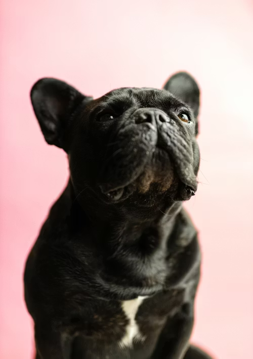 Adorable French Bulldog puppy