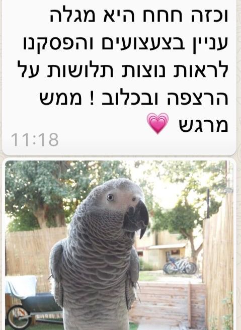 המלצת לקוח - מריטת נוצות