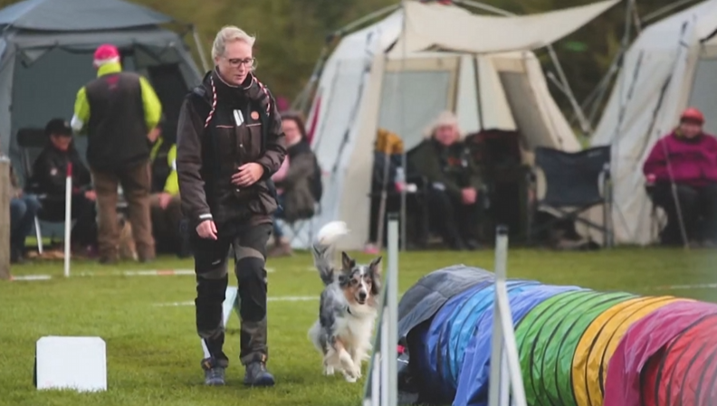 Hundetræning hos DcH