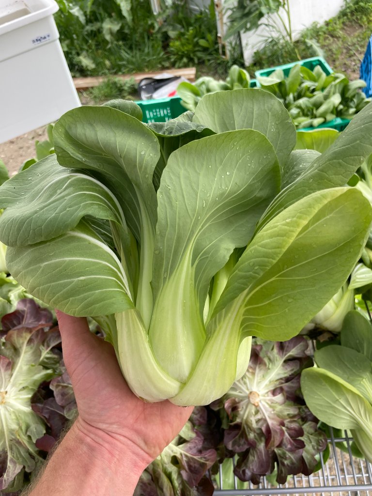 Farm life