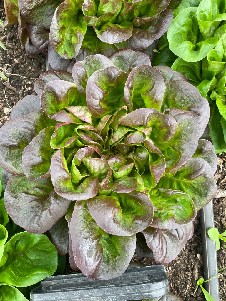 Farm life
