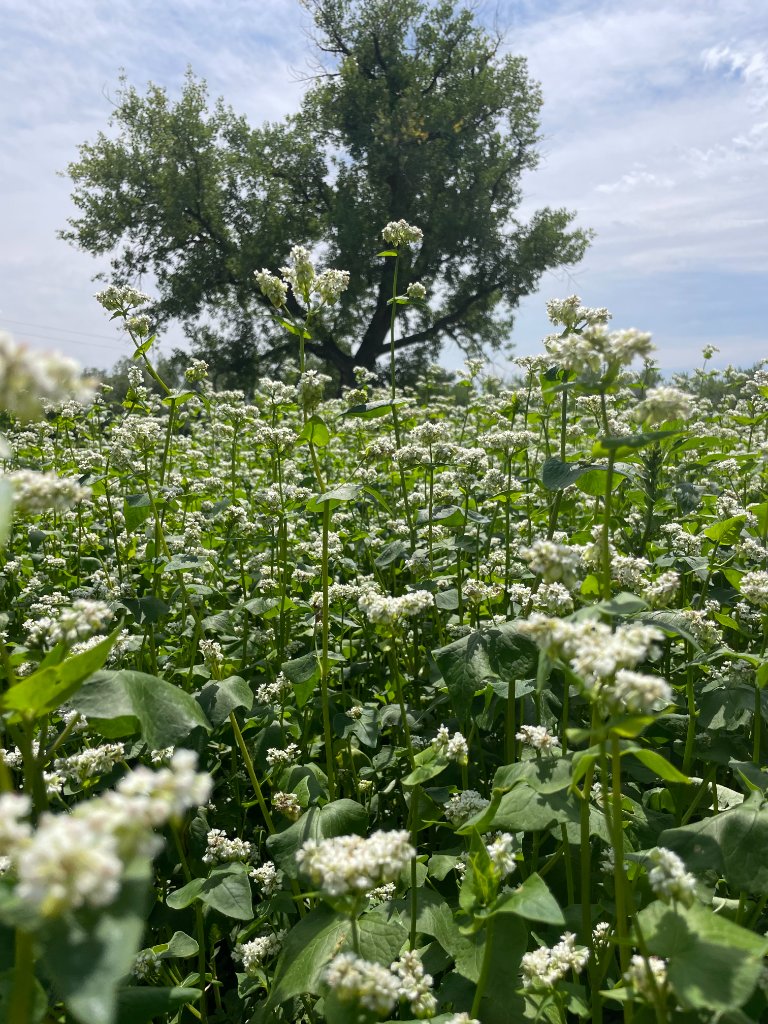 Farm field