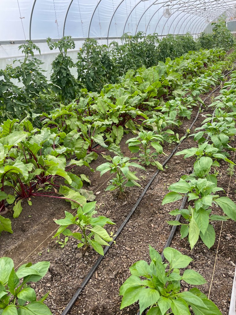 Tomato plant
