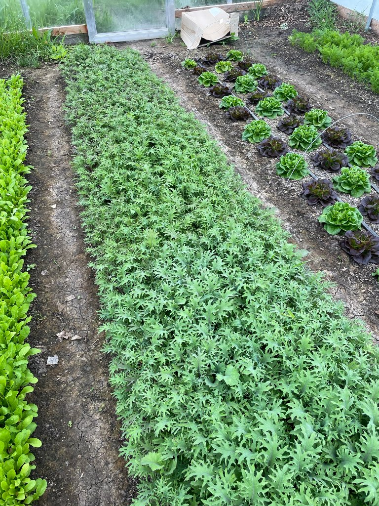 Farm life
