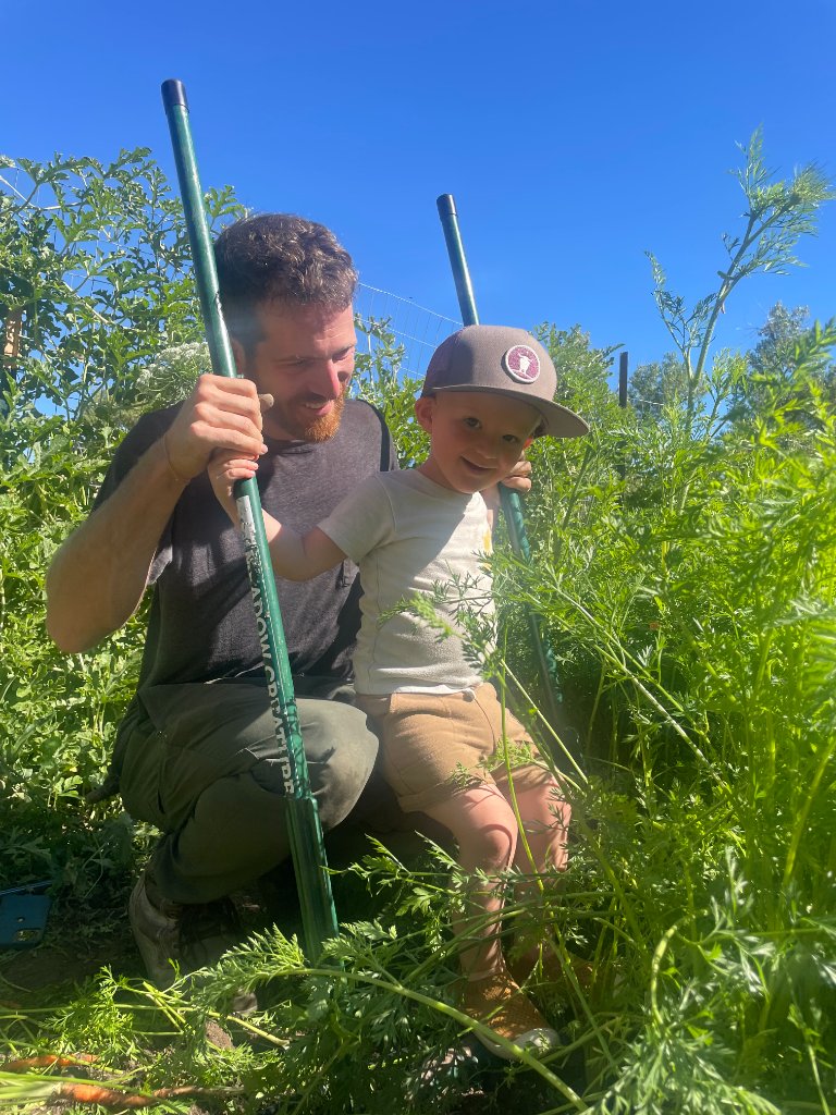 Parent and child harvesting beets