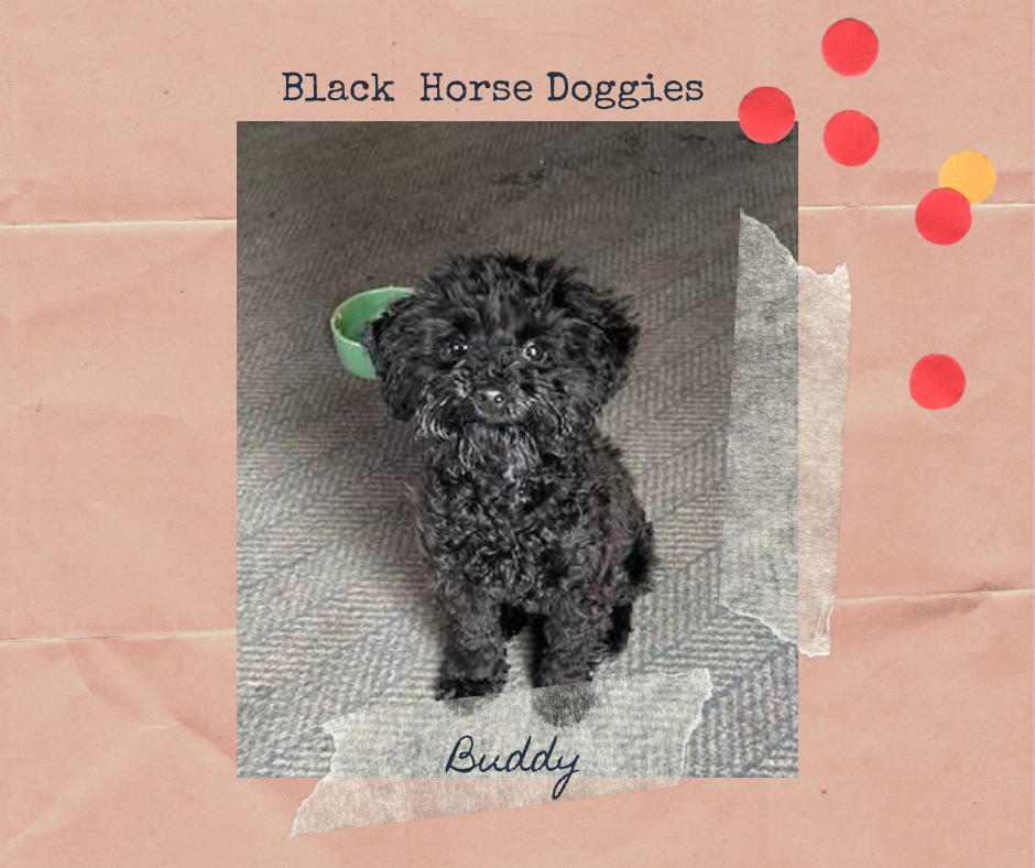 Buddy