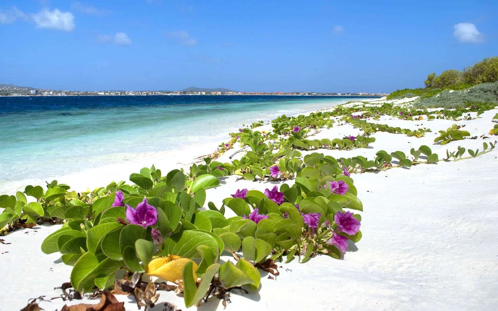 Bonaire Guide
