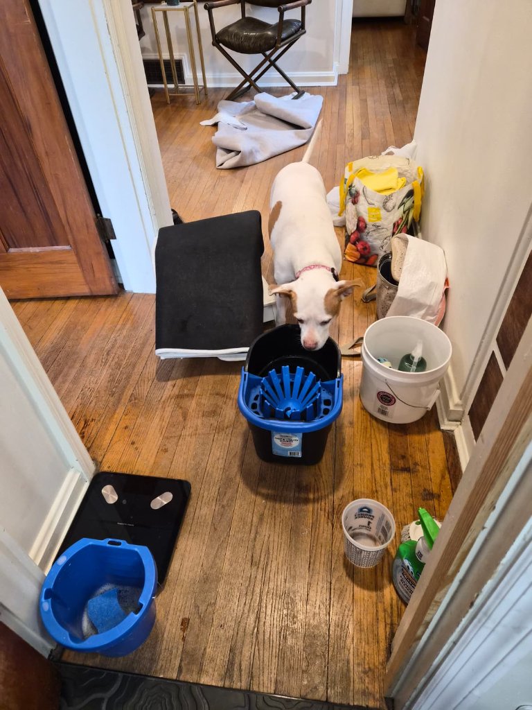 Pet-Friendly Cleaning