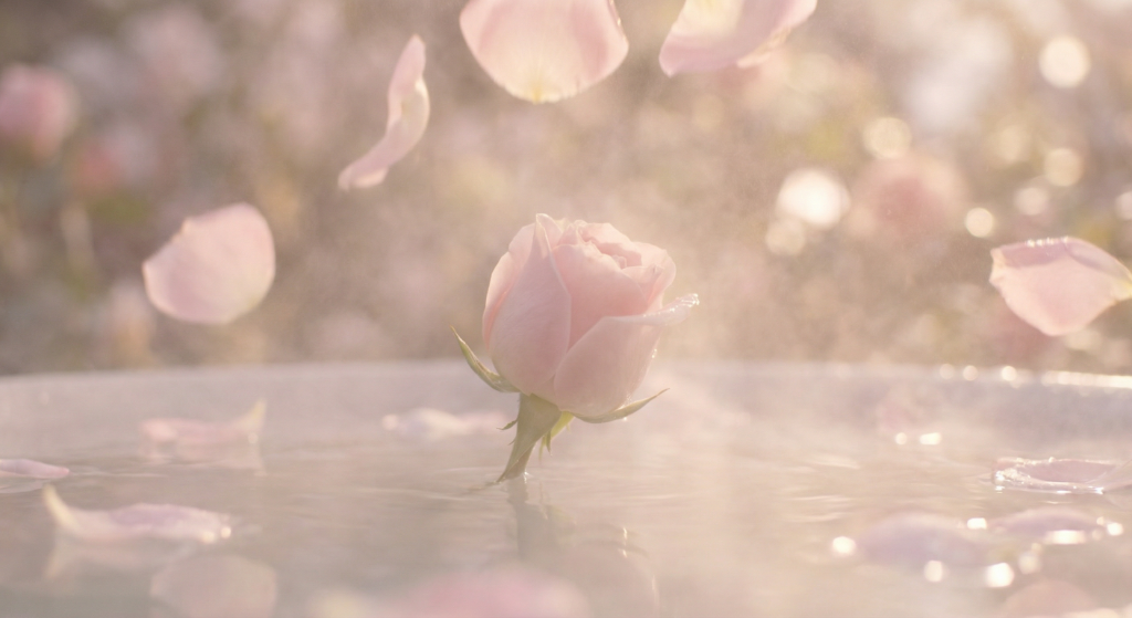 Elegance Rose - Photographie artistique florale