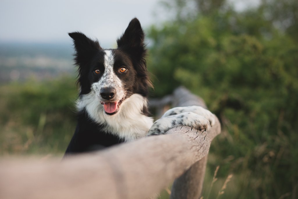 Dogs playing