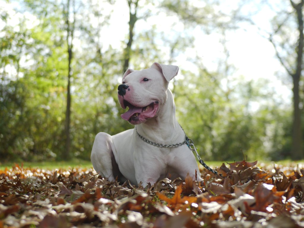 Caregiver with happy dog