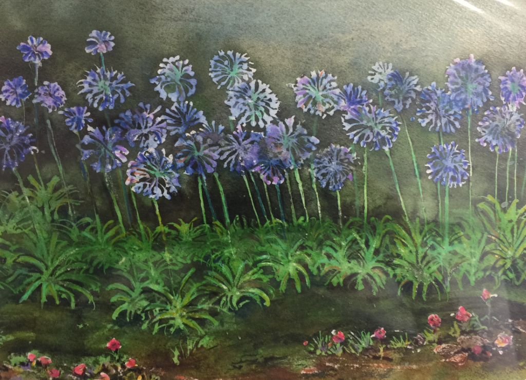 Agapanthus Dreams