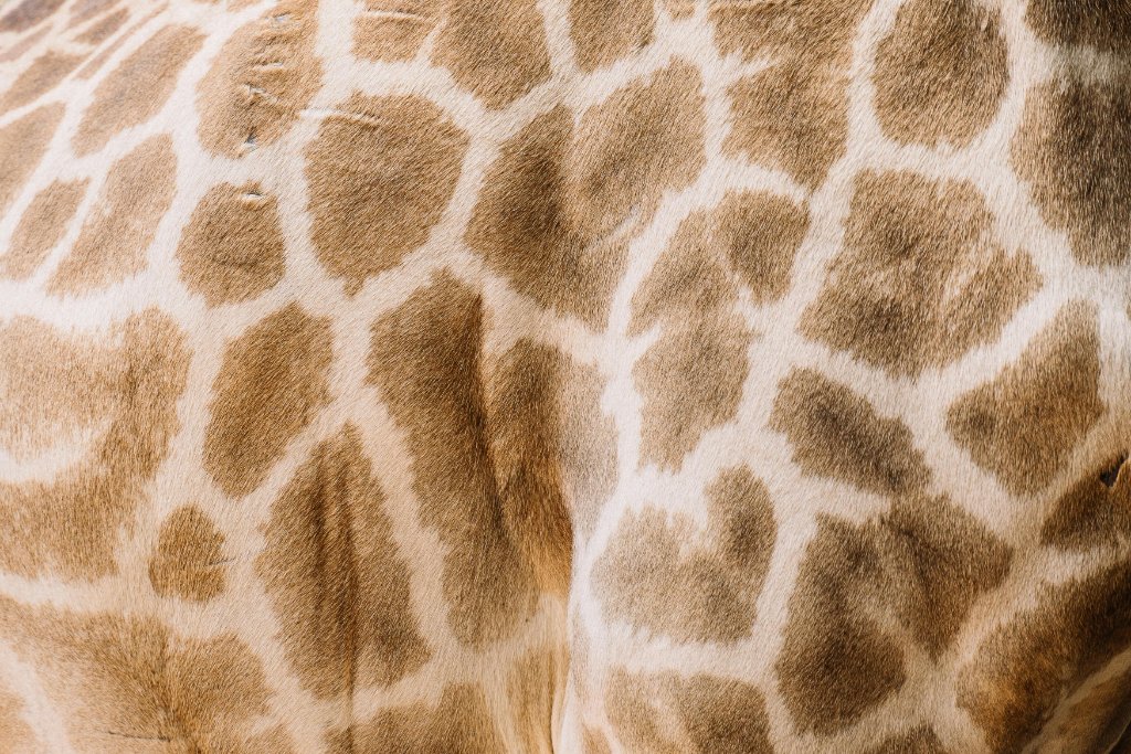 Safari — East Coast Collective