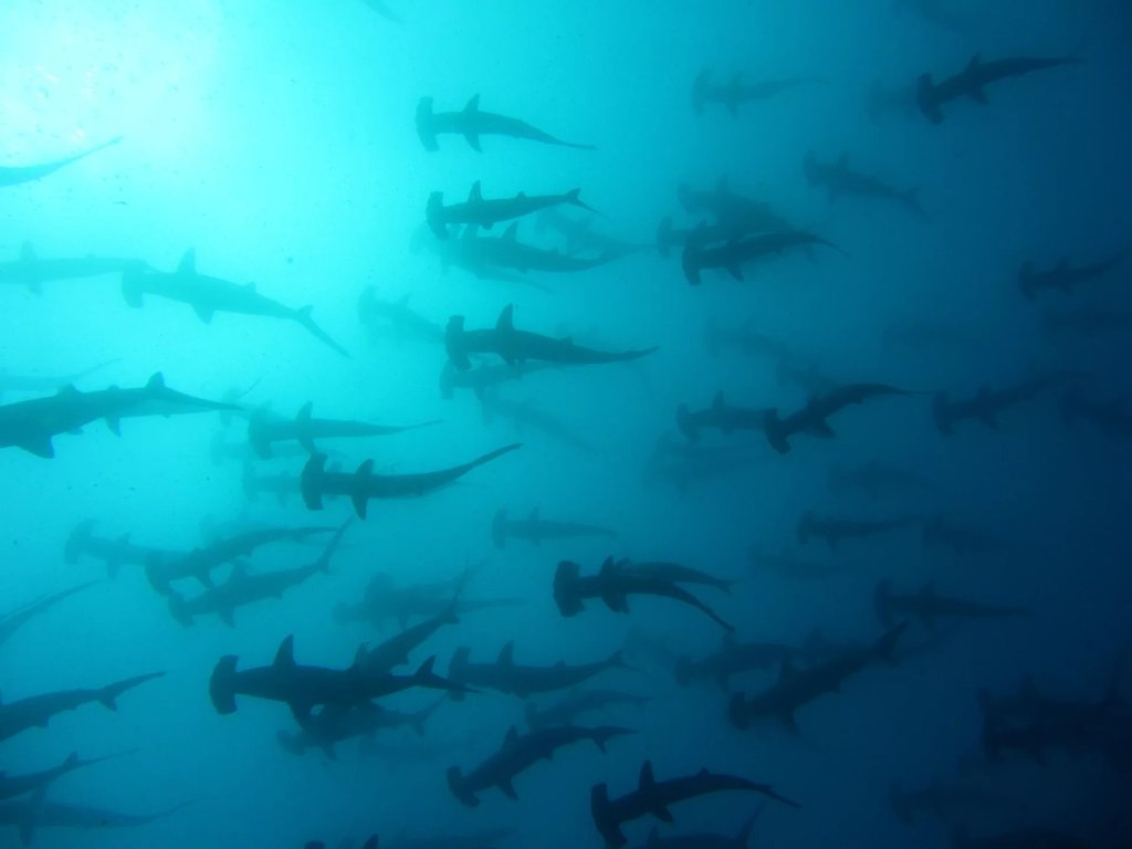 Aliwal Shoal