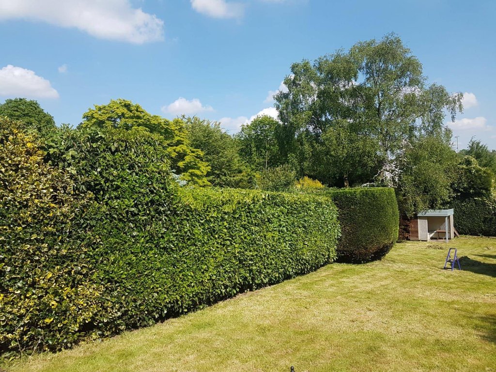 Hedge Trimming in Shropshire — TreeTech Shropshire