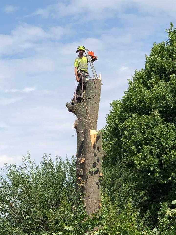 Tree Removal – Overgrown Garden in Shropshire — TreeTech Shropshire