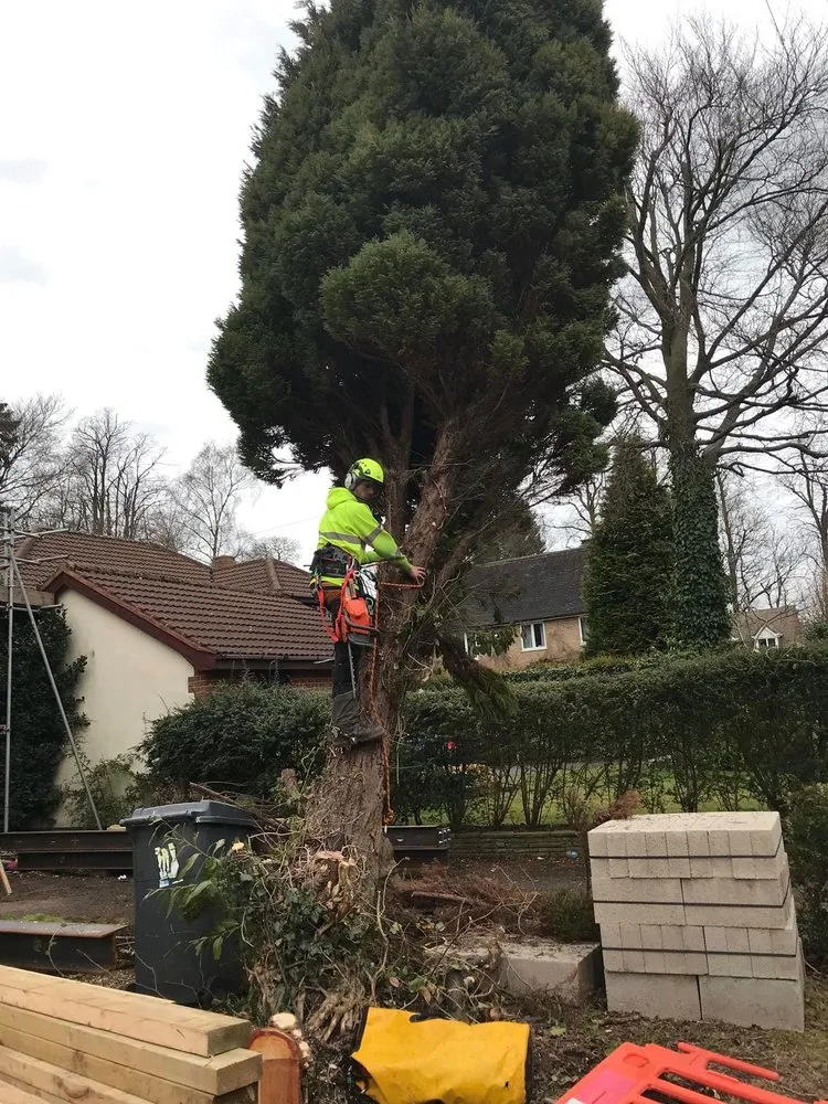 Tree Pruning & Shaping in Shrewsbury — TreeTech Shropshire