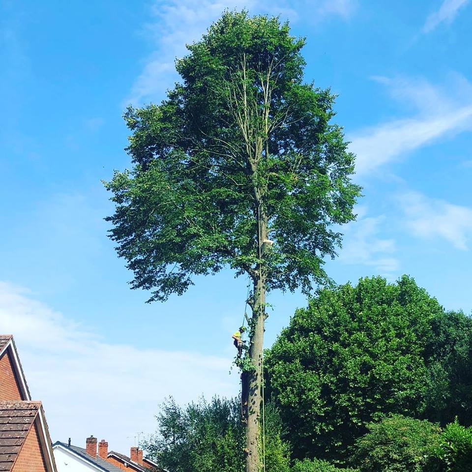 Tree Removal – Overgrown Garden in Shropshire — TreeTech Shropshire