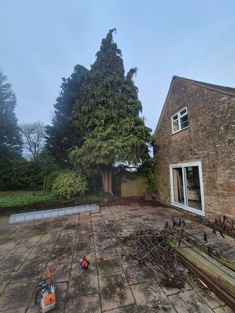 Tree Removal in Shropshire — TreeTech Shropshire