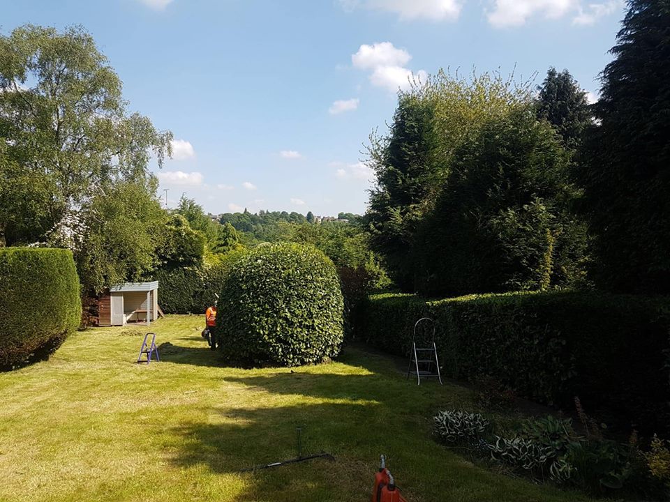 Hedge Trimming in Shropshire — TreeTech Shropshire