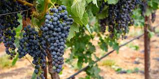 Summer Grape Stomp