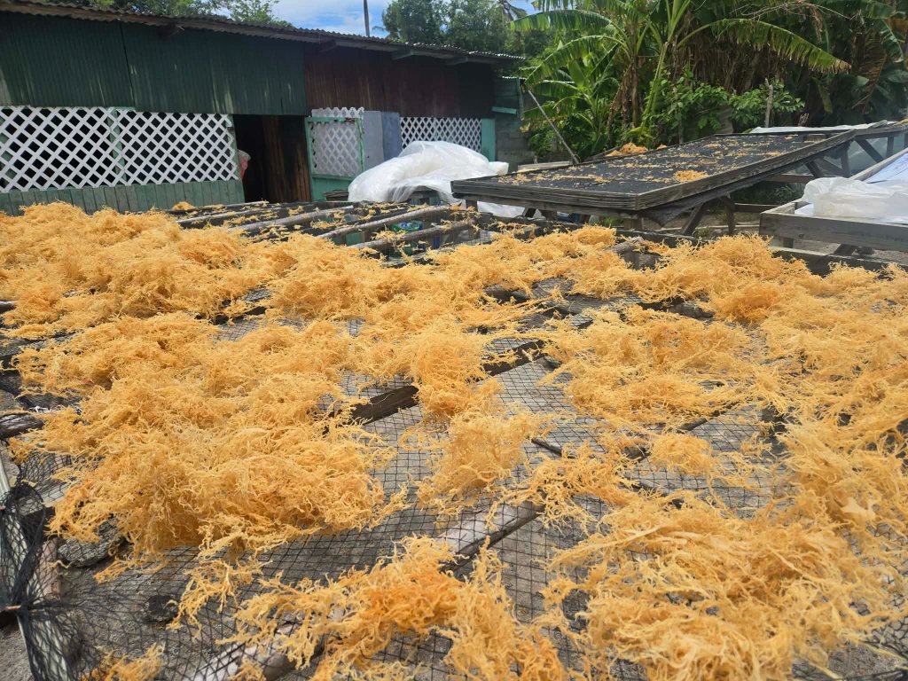 Sea moss drying