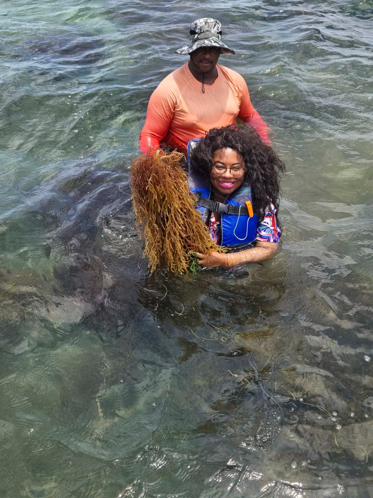 Harvesting sea moss in the ocean