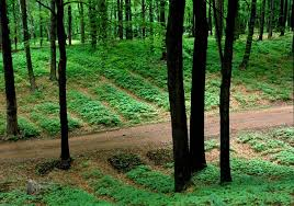 Forest canopy