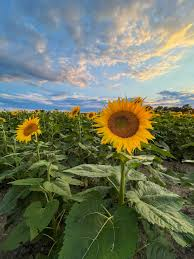 Sunflower Field