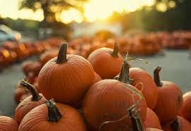 Pumpkin Patch