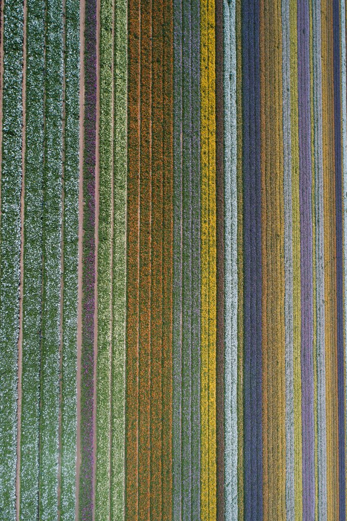 flower curtain
