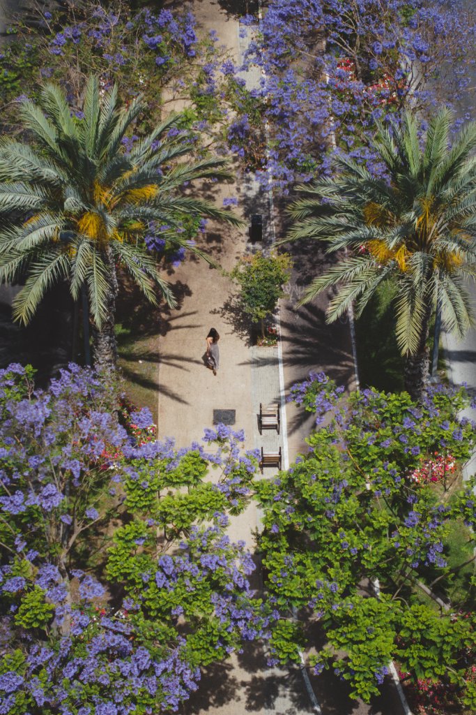 Floral Pathways Unveiled