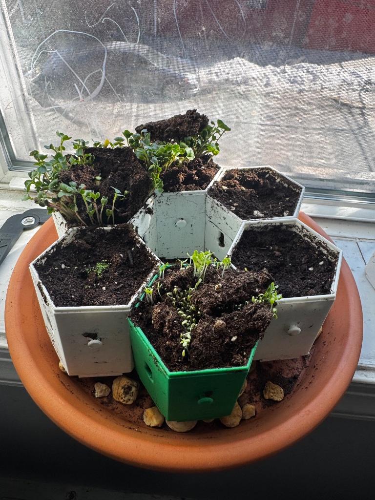HexGarden photo 13