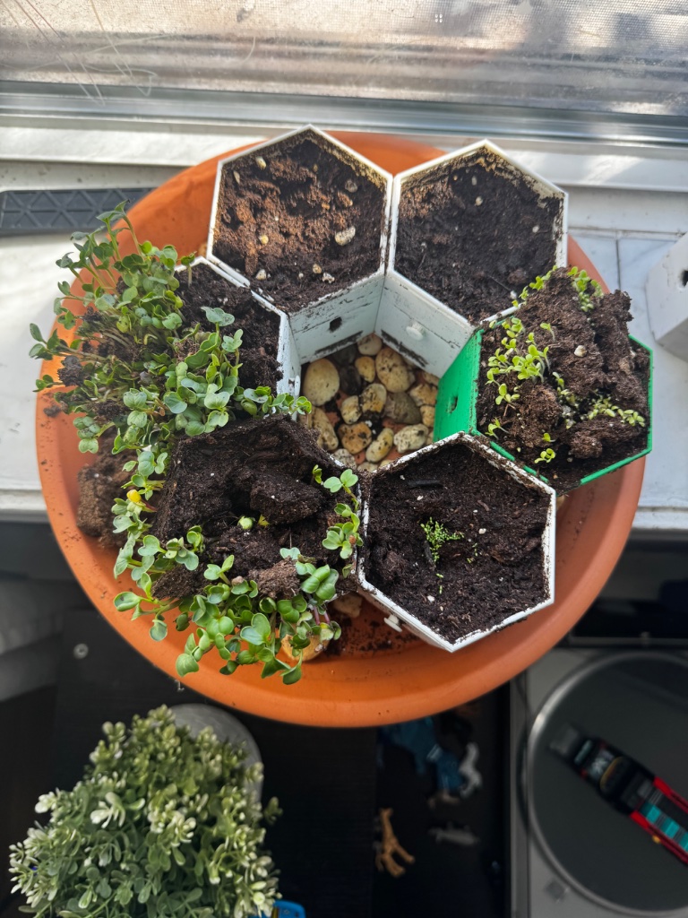 HexGarden photo 14