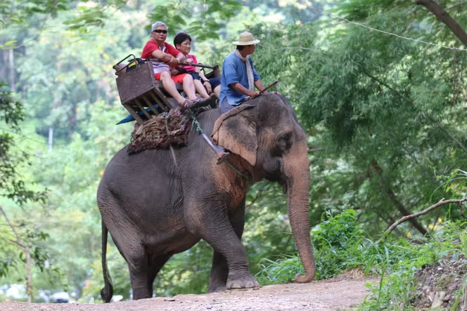 Comment détecter un sanctuaire d'éléphants vraiment éthique
